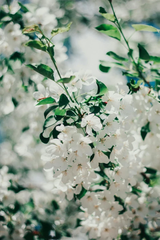 some white flowers are hanging by the tree