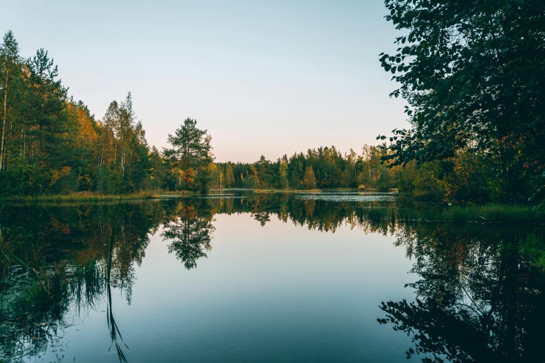 a body of water surrounded by forest filled with trees