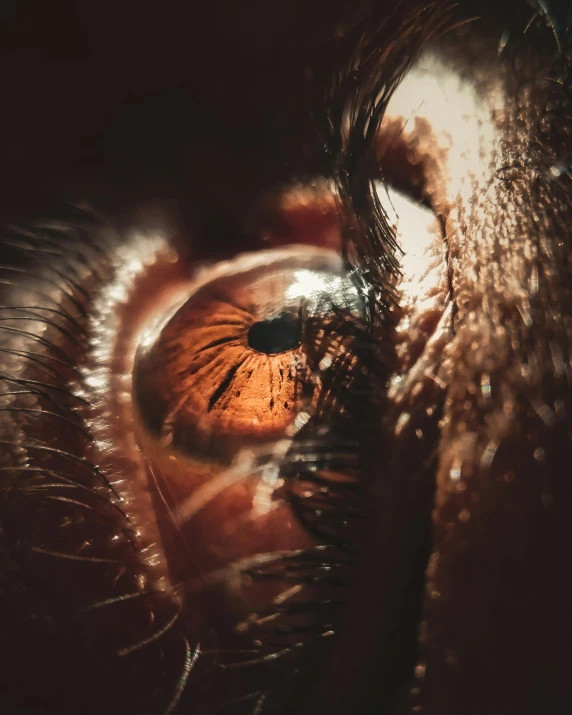 an extreme close up s of the inside of a cat eye