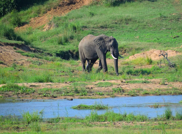 an elephant in a grassy area next to a stream