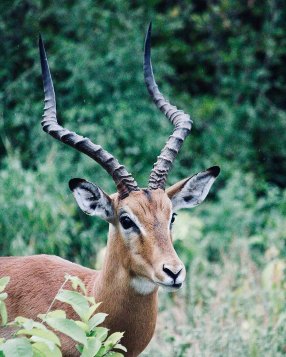 a gazelle with long horns stands behind trees