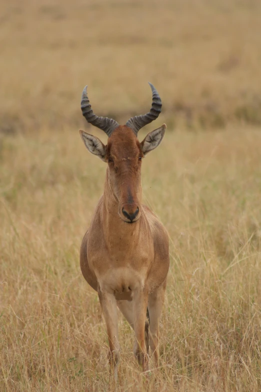 an antelope stands on a field, looking around