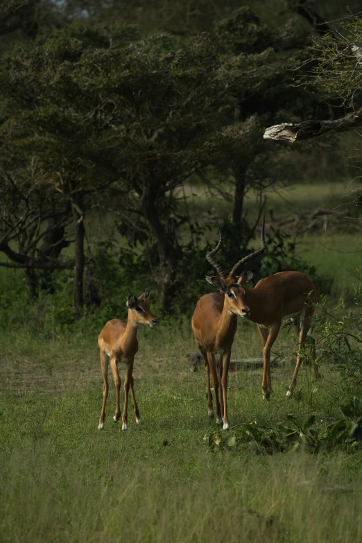 two deer standing next to each other in a field