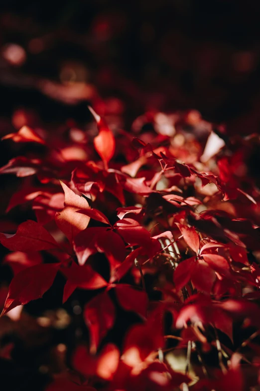 small tree with red leaves in a forest