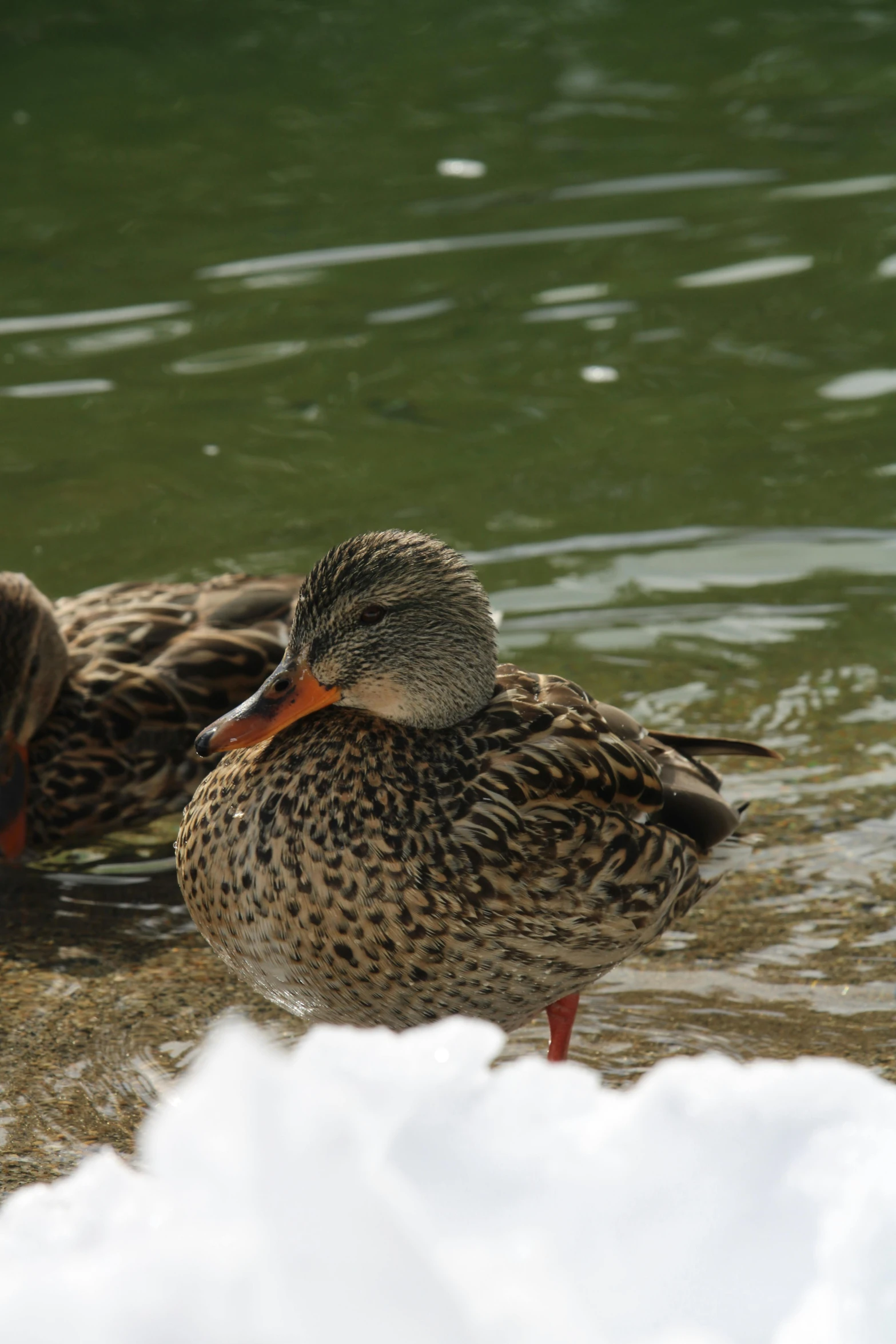 two brown ducks in water surrounded by snow