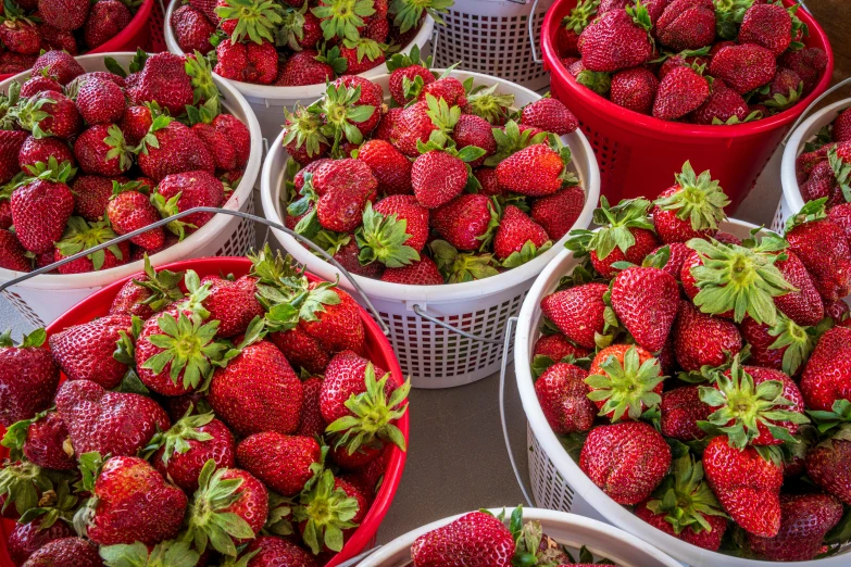 several large, full buckets filled with fresh strawberries