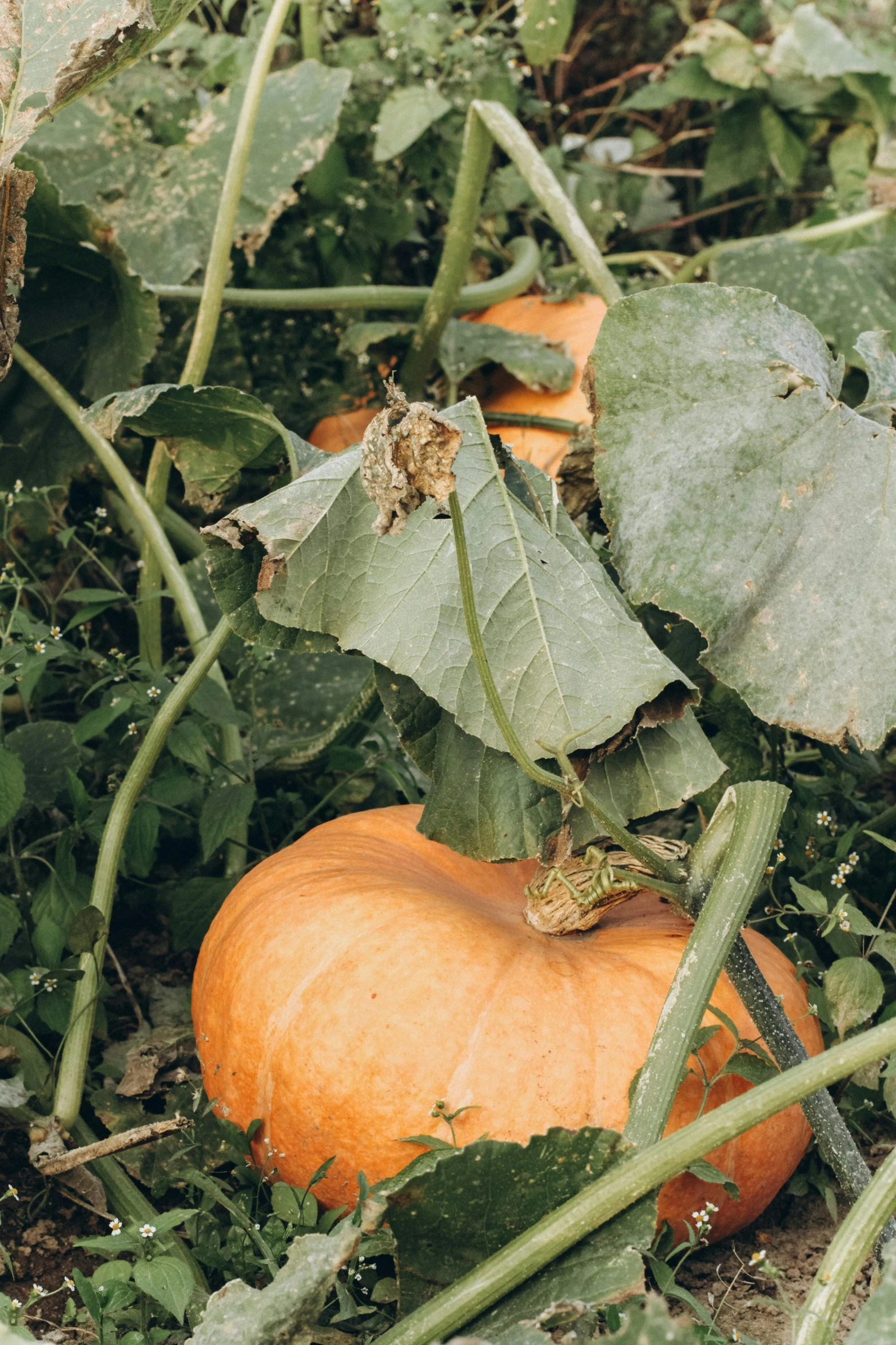 several pumpkins growing up on a tree