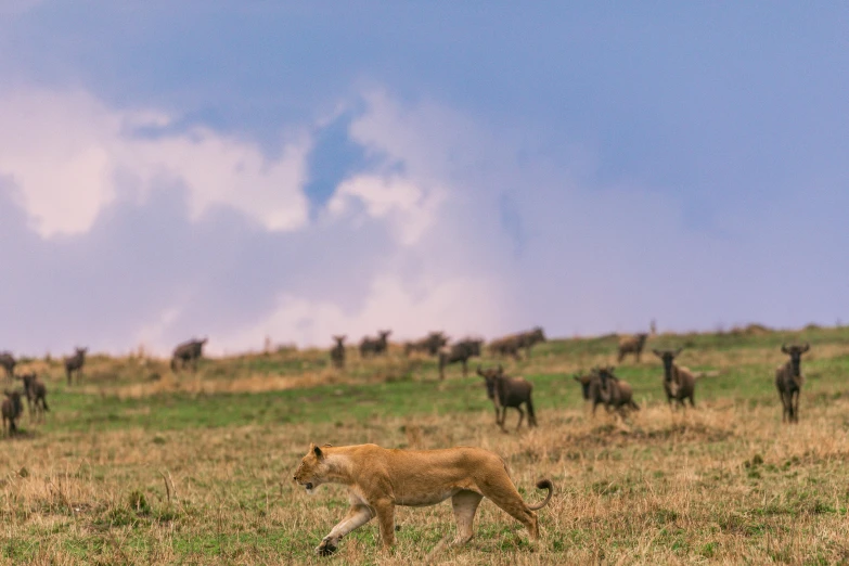 many zes and horses graze in an open field