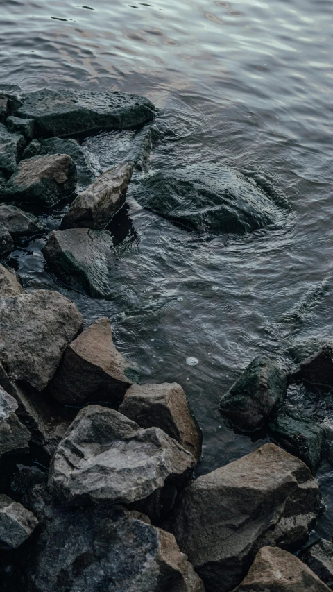 a duck floating on top of a river next to rocks