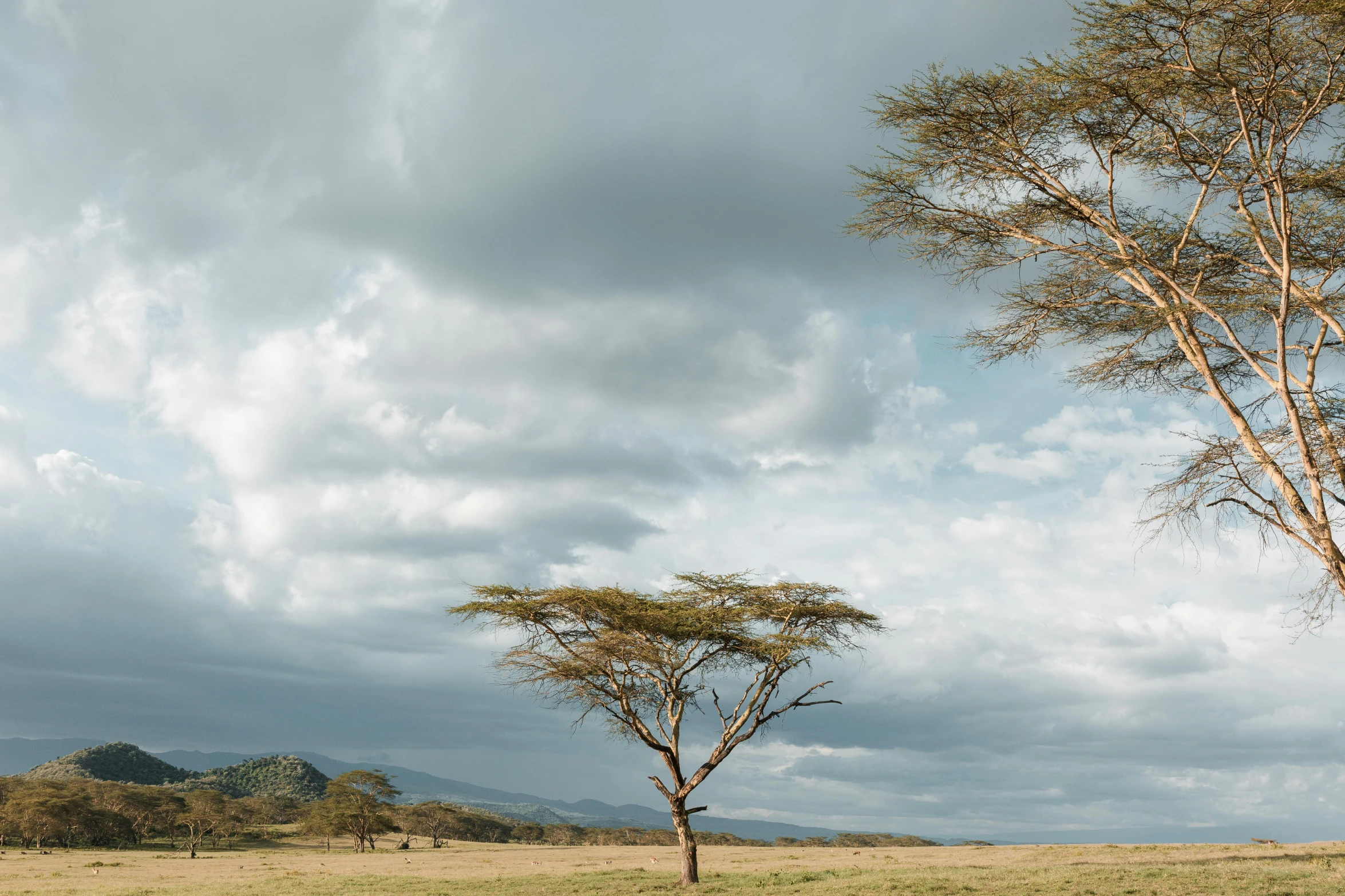 giraffe grazing on the dry grass under a cloudy sky
