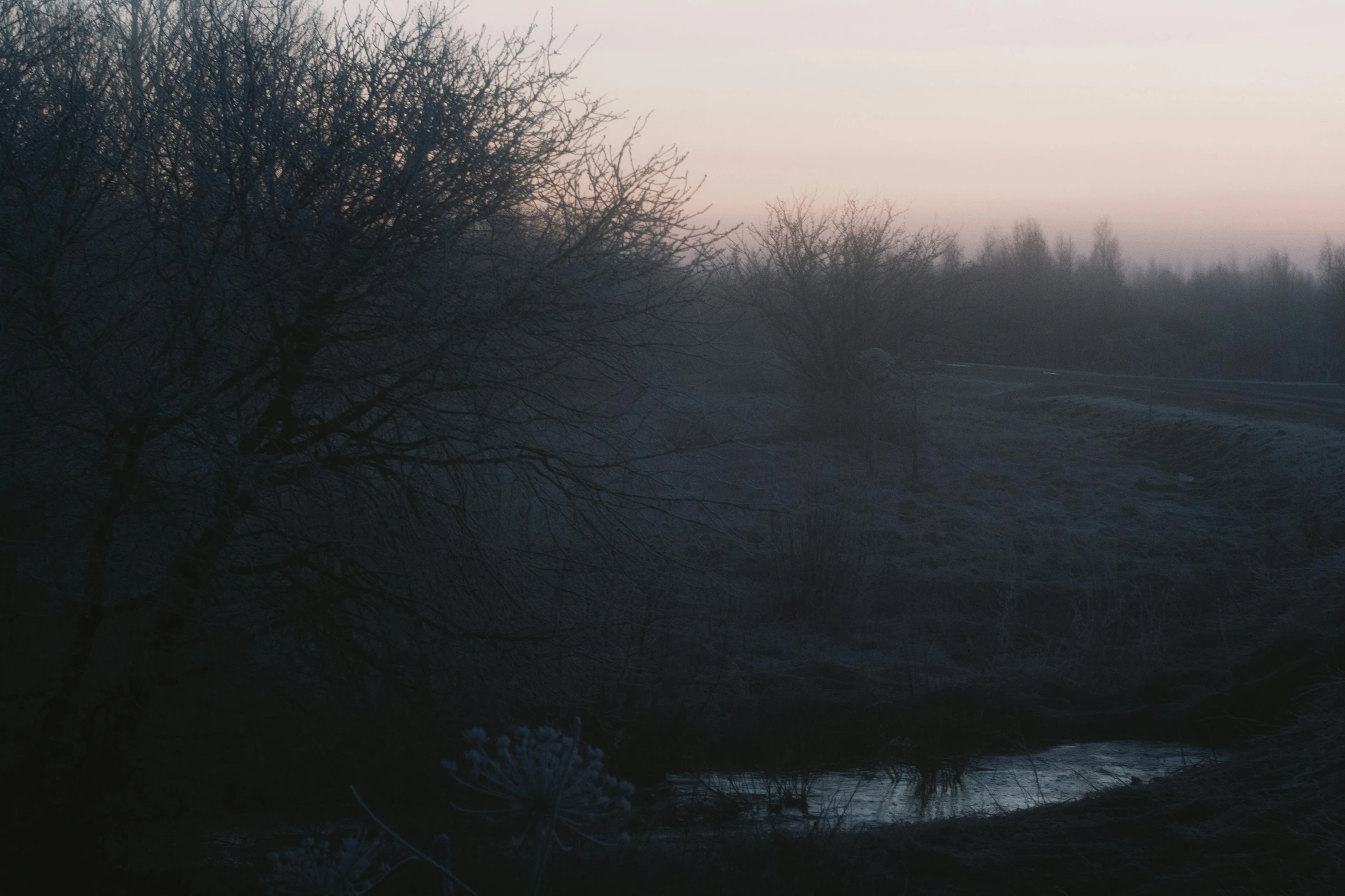 the trees are still on a foggy day