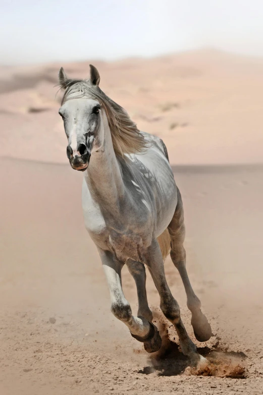 a horse runs through the desert terrain