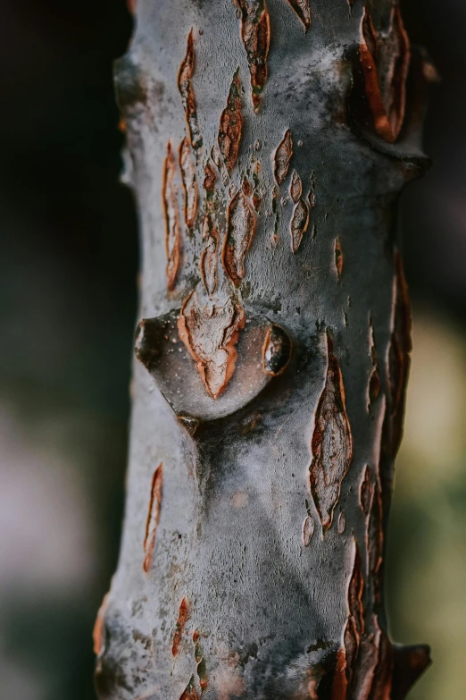 the bark on the tree is missing all the leaves