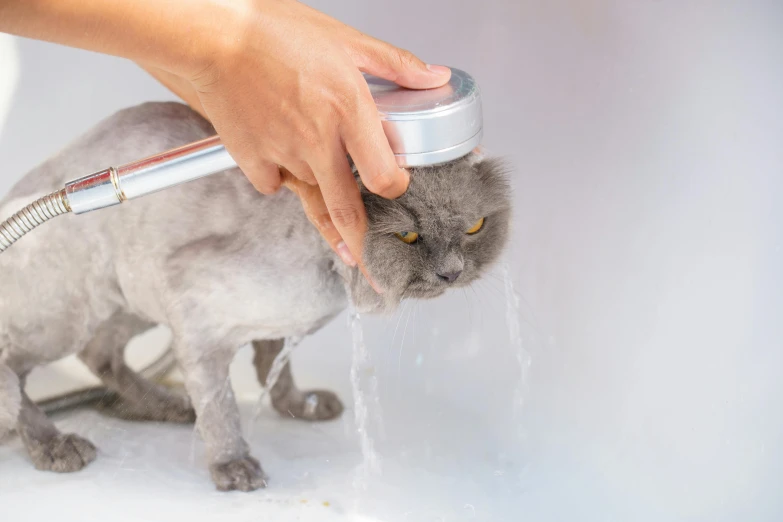 a person squirting water onto their cat