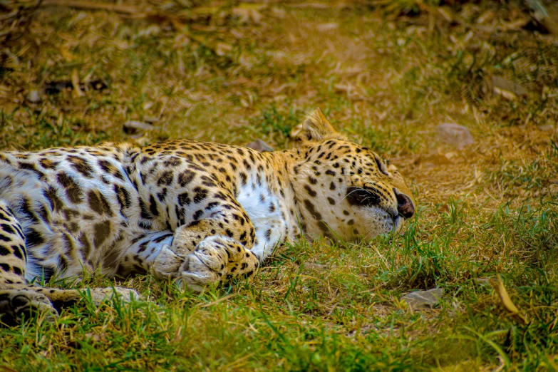 a large snow leopard lays down in the grass