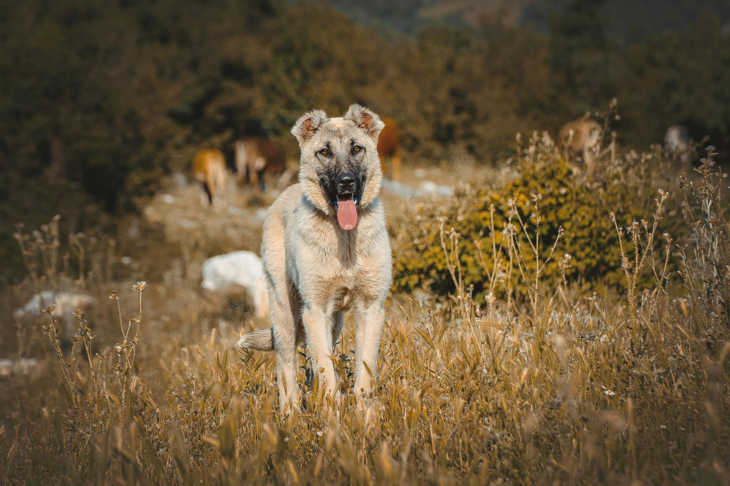 the dog has it's tongue out while walking through the grass