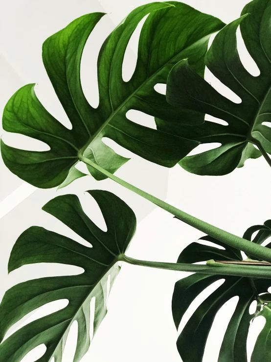 this large leaf is on the outside of a houseplant