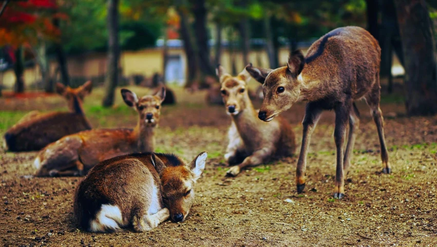 many deer in a row laying down in the dirt