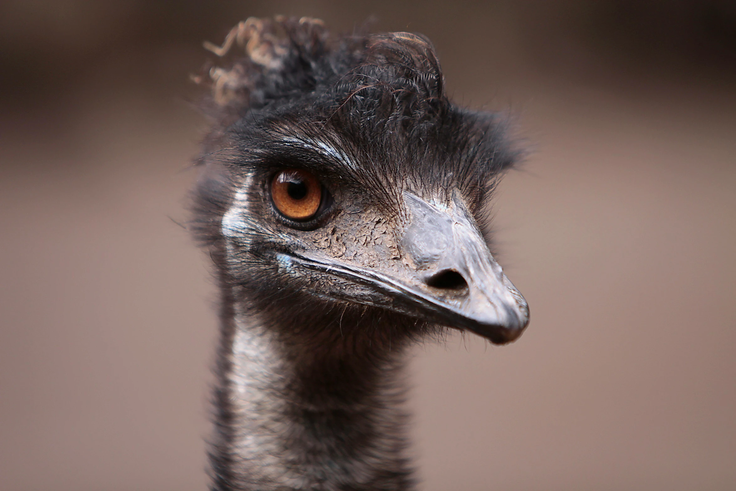 a bird that is very pretty with orange eyes