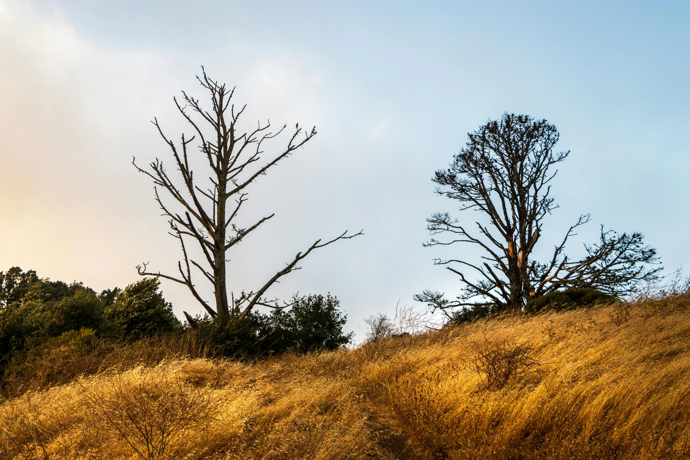 two trees on the side of a hill with high grass