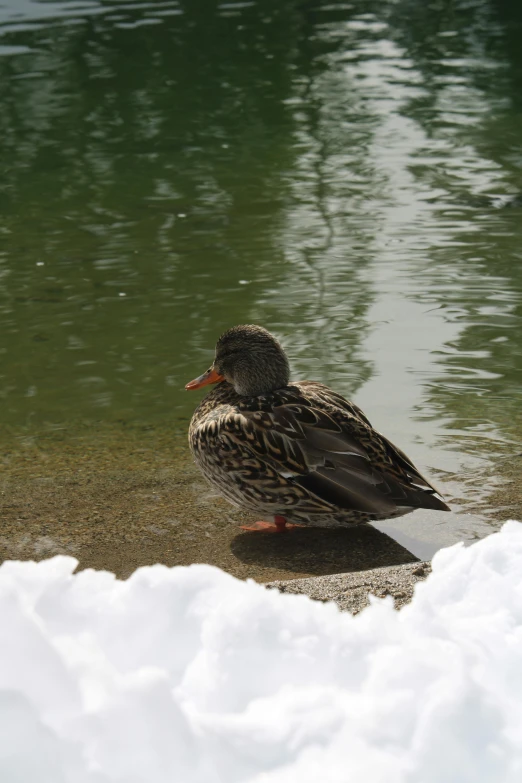 a duck is standing on the sand by some water