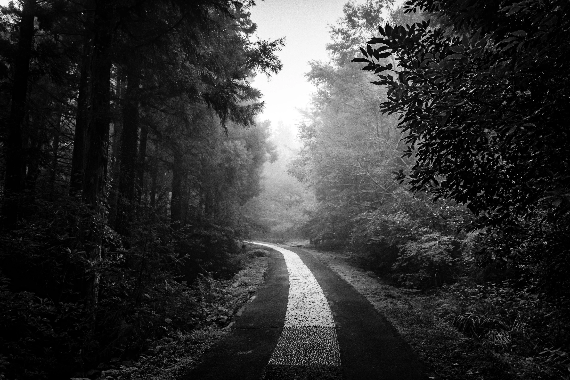 a tree lined road in the woods on a foggy day