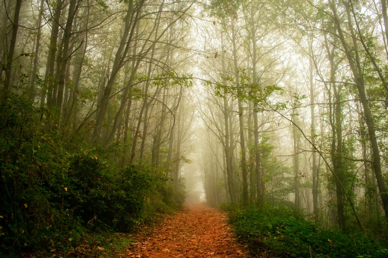 a trail through the woods on a foggy day