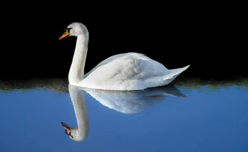 a white swan is floating across a body of water