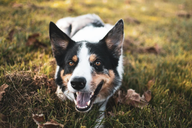 a dog is yawning on some grass