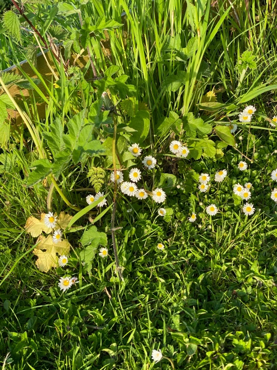 flowers growing in the grass next to a patch of trees