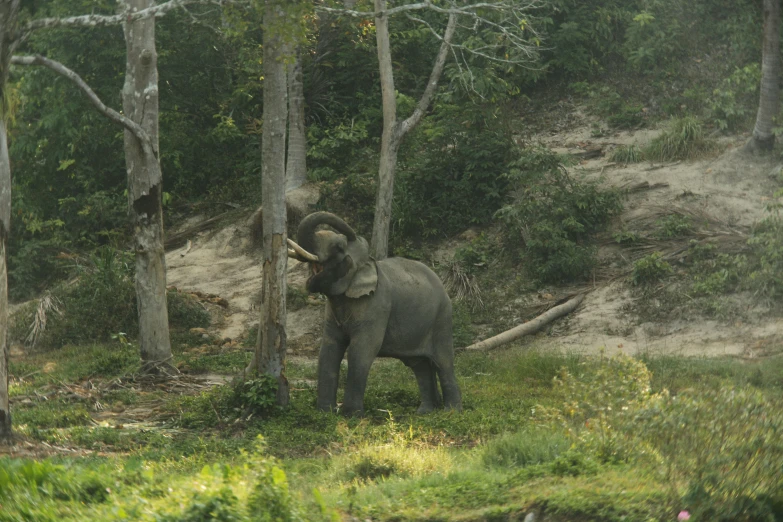 an elephant walks through some trees in the woods