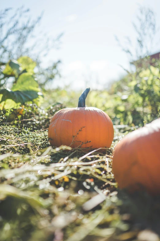 two pumpkins sitting on the ground in an area with grass