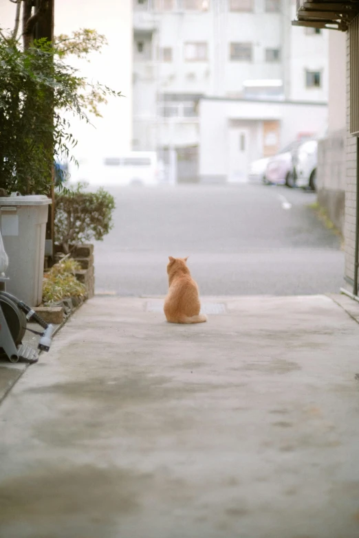 there is a cat sitting on the ground outside a building