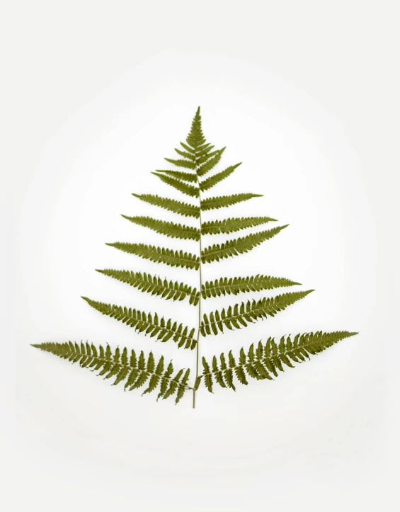 an arrangement of green ferns on a white background