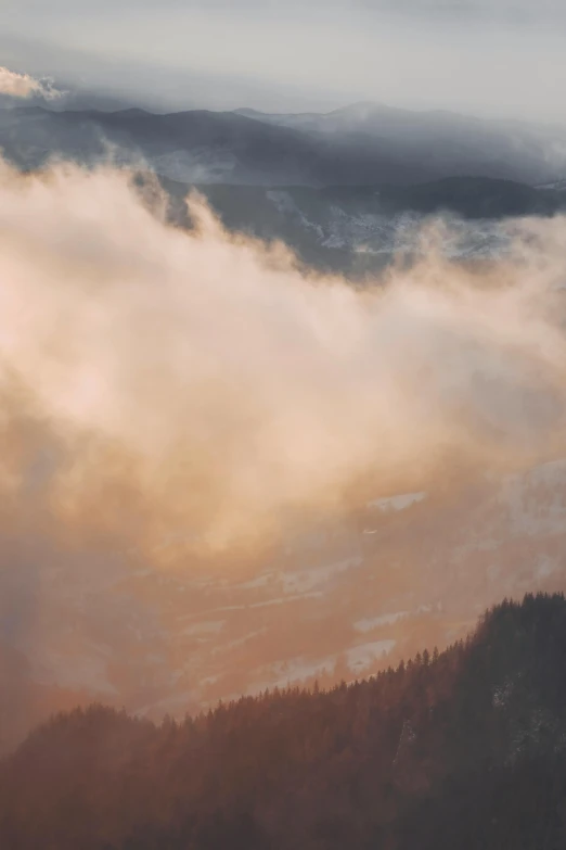 a bird flying through the air near a forest