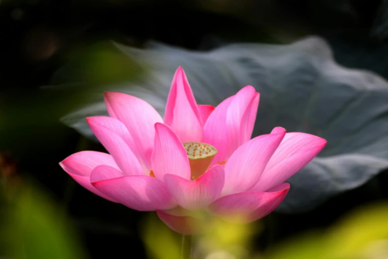 the beautiful pink flower looks like it's floating on top of the leaf