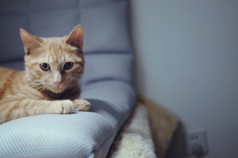 a small kitten is laying down on a sofa