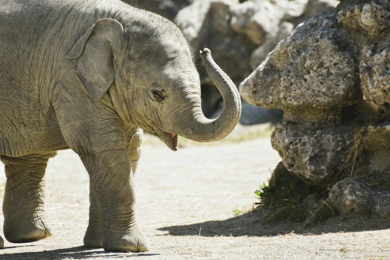 an elephant with it's trunk in its mouth