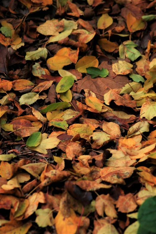 a lot of fall leaves that are lying on the ground