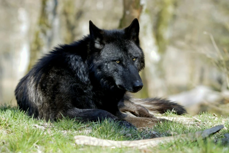 a black wolf laying in the grass on a sunny day