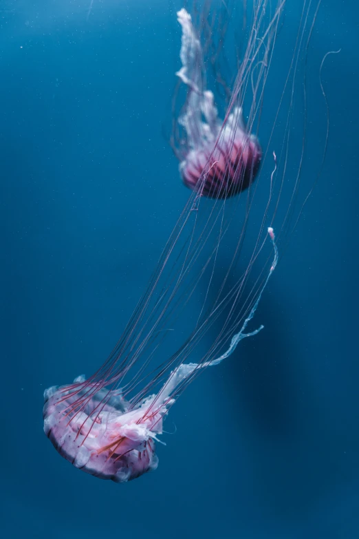 there are jellyfish swimming together in the water