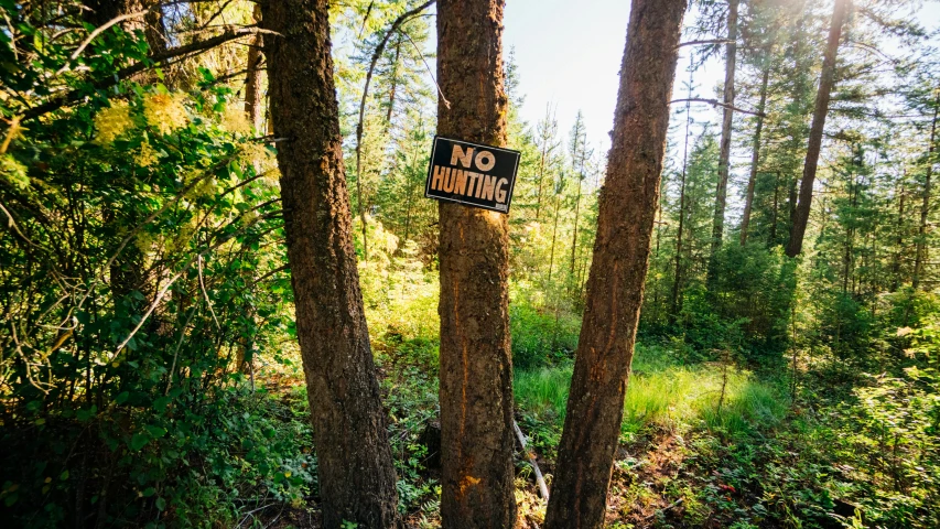 a no parking sign is sticking up from a tree