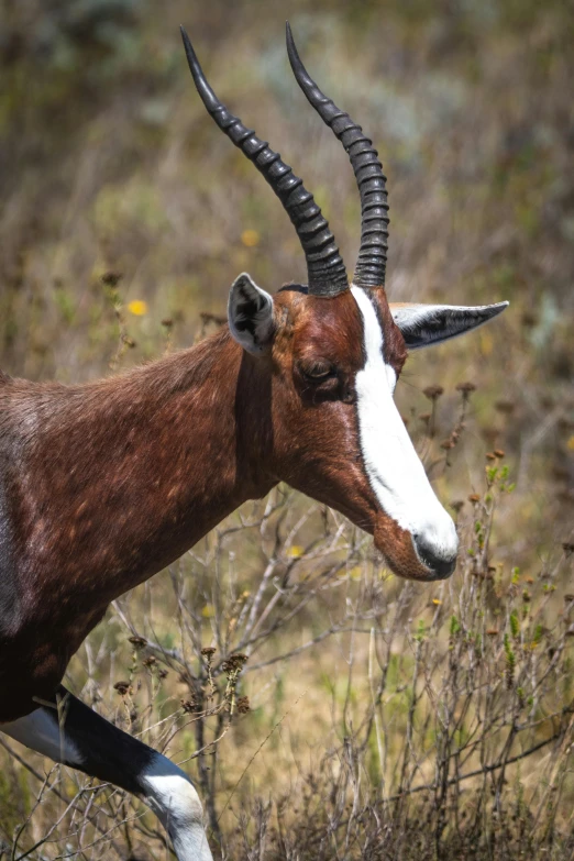 a brown and white goat with long horns standing on a field