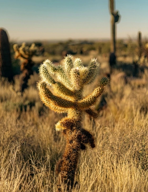 the desert with many cactus plants and other plants