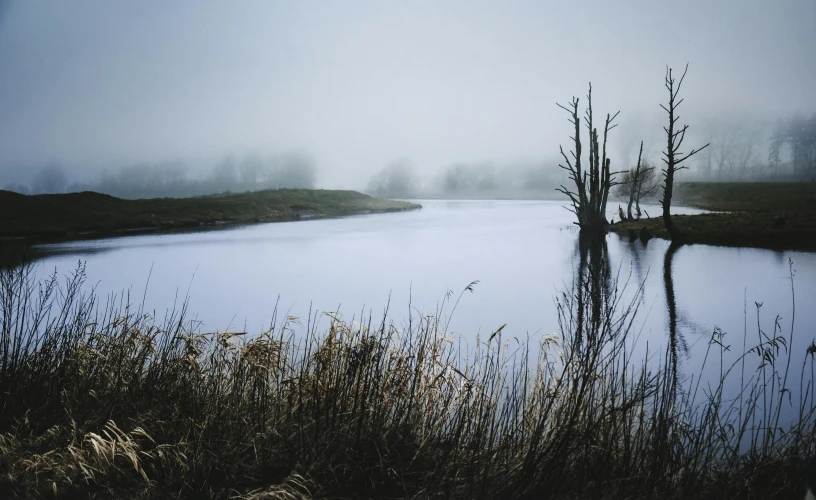 a body of water with dead trees in it