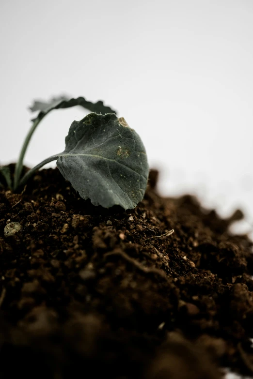 a baby plant sits on top of the ground