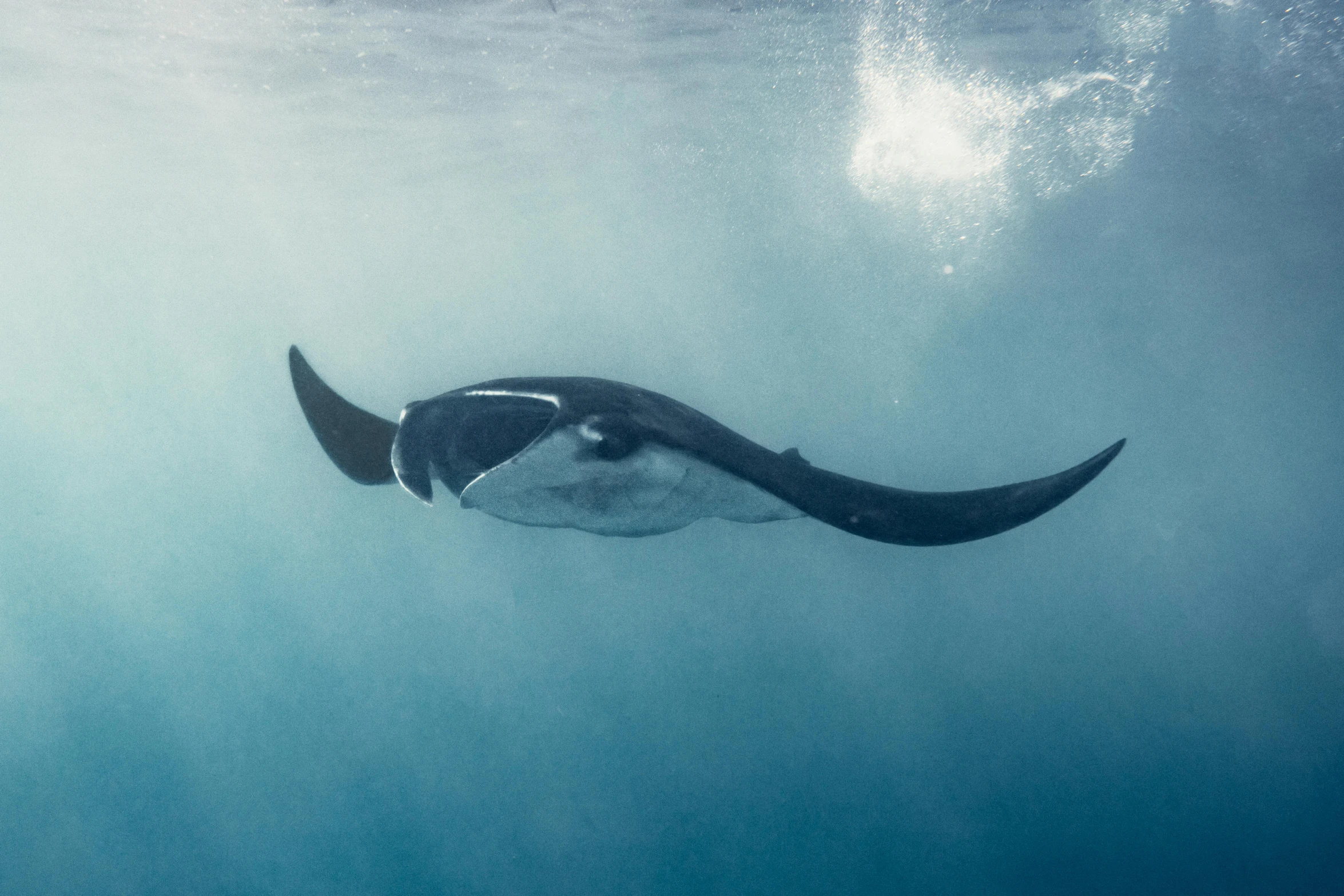 an animal swimming over a large body of water