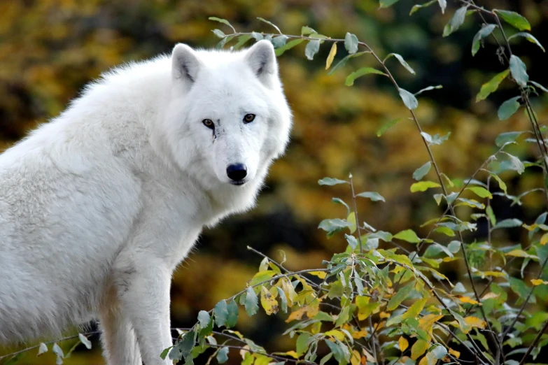 a white arctic bear looking at the camera from a tree