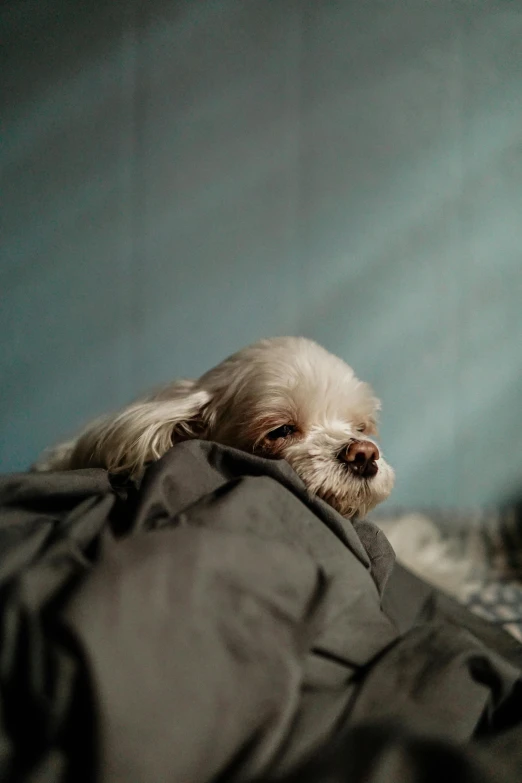 a white dog resting its head on top of a blanket