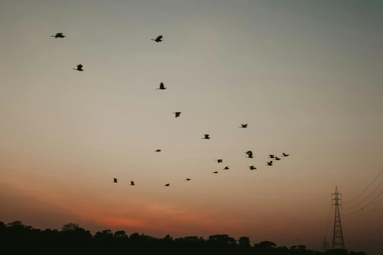 a sunset with a flock of birds in flight